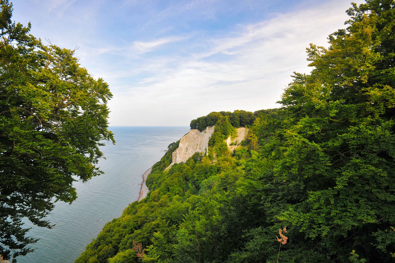 Blick durch Buchenzweige auf die Kreideküste und die blaue Ostsee im Nationalpark Jasmund