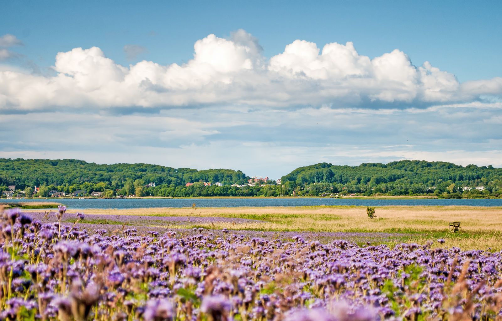 Blühende lila Wiese am Selliner See, dahinter das Wasser und bewaldete Hügel unter weißen Wolken